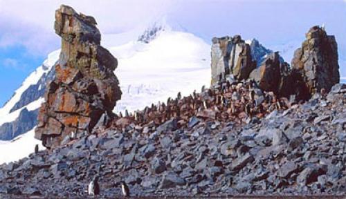 Какие полезные ископаемые добывают в антарктиде