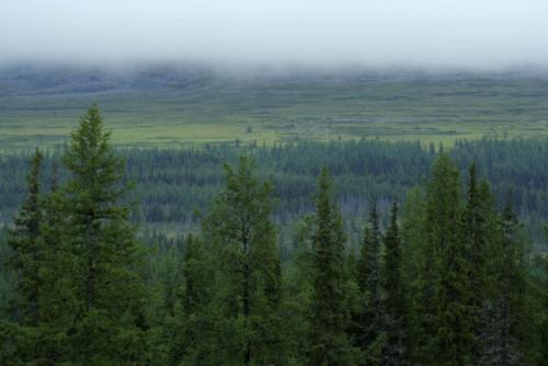 лесные ресурсы России
