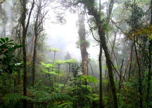 влажные экваториальные вечнозеленые леса